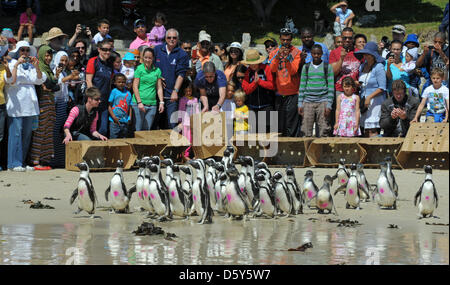 Hunderte von Menschen beobachten die Freisetzung von Pinguinen in die False Bay am Strand von Simons Town in der Nähe von Cape Town, South Africa, 13. Oktober 2012. 41 Pinguine wurden veröffentlicht von SANCCOB (Southern African Foundation für die Erhaltung der Küstenvögel) Nachdem sie ihre Verletzungen und Krankheiten überwunden haben. SANCCOB wurde 1968 gegründet. Foto: Ralf Hirschberger Stockfoto