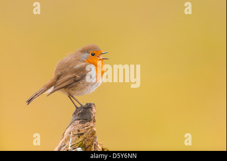 Ein Rotkehlchen sitzt auf einem Ast im schottischen Garten. Stockfoto