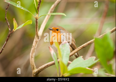 Ein Rotkehlchen sitzt auf einem Ast im schottischen Garten. Stockfoto