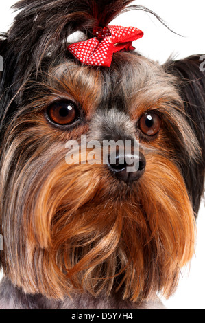 Yorkshire-terrier Stockfoto