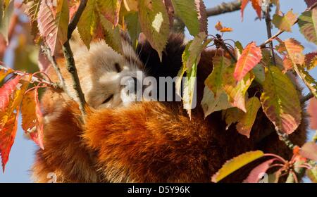 Ein roter Panda (Ailurus Fulgens) sitzt in einem Herbst Baum an der Opelzoo in der Nähe von Kronberg, Deutschland, 19. Oktober 2012. Meteorologen prognostizieren für die kommenden Tage sonniges Wetter in Deutschland. Foto: BORIS ROESSLER Stockfoto