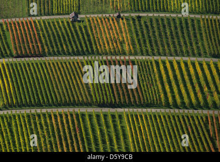 Weintrauben mit Herbstfarben sind von der Burgruine Hohenneuffen am Rande der Schwäbischen Alb in Neuffen, Deutschland, 19. Oktober 2012 abgebildet. Foto: Marijan Murat Stockfoto