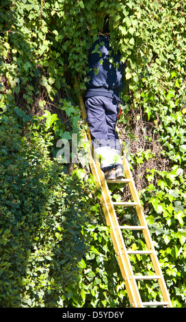 Gärtner auf Leiter arbeiten an der Hecke stehend Sevilla Andalusien Spanien Europa Stockfoto