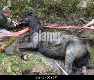 Stute Asmara liegt in einem Bach in Weinheim, Deutschland, 4. April 2012. Asmara entkam aus einer Weide ein fiel in den Atzelbach Bach. Foto: Ralf Mittelbach Stockfoto