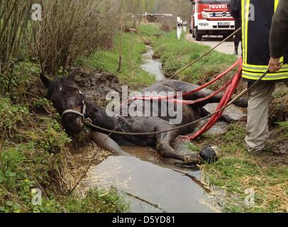 Stute Asmara liegt in einem Bach in Weinheim, Deutschland, 4. April 2012. Asmara entkam aus einer Weide ein fiel in den Atzelbach Bach. Foto: Ralf Mittelbach Stockfoto