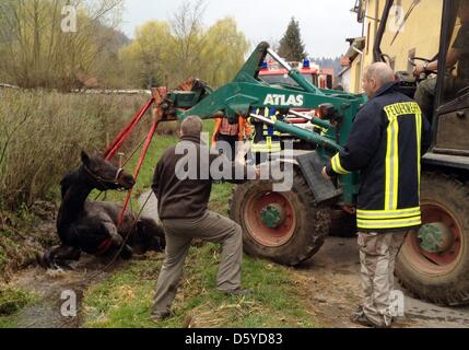 Stute Asmara liegt in einem Bach in Weinheim, Deutschland, 4. April 2012. Asmara entkam aus einer Weide ein fiel in den Atzelbach Bach. Foto: Ralf Mittelbach Stockfoto