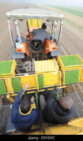 Ein Bauer und Farm Hände Pflanzen Rucola oder Rakete (entnimmt Sativa) Setzlinge auf einem Feld nahe Hemmingen, Deutschland, 22. März 2012. Rucola ist besonders beliebt als Salat. Foto: Julian Stratenschulte Stockfoto