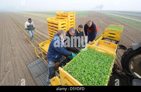 Ein Bauer und Farm Hände Pflanzen Rucola oder Rakete (entnimmt Sativa) Setzlinge auf einem Feld nahe Hemmingen, Deutschland, 22. März 2012. Rucola ist besonders beliebt als Salat. Foto: Julian Stratenschulte Stockfoto