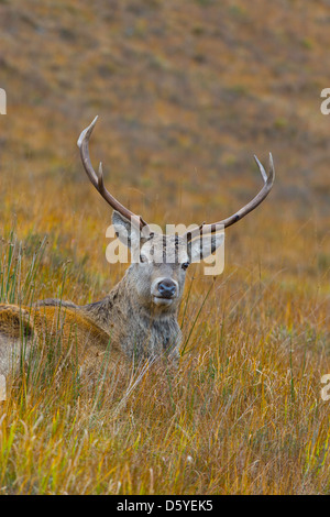 Dama Dama - Damhirsch Hirsch sitzen in Grünland zeigt stolz Geweih Stockfoto