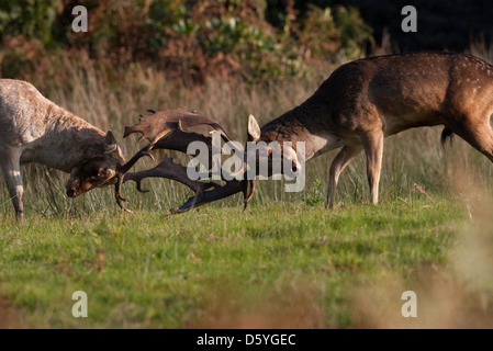 Dama Dama - Damwild Spurrinnen, Geweih gesperrt Stockfoto