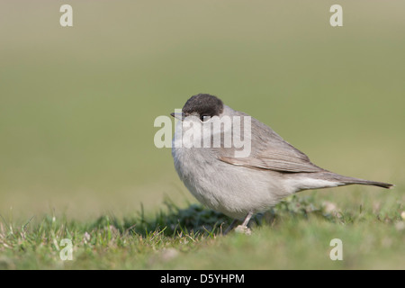 Sylvia Atricapilla - männliche Mönchsgrasmücke sitzen auf Grünland Stockfoto