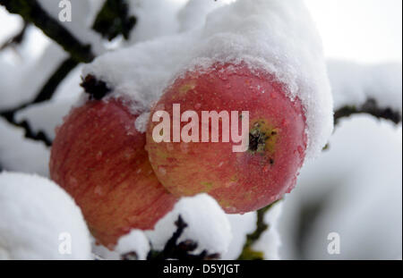 Die Reifen Äpfel an einem Baum fallen im Schnee in Weimar, Deutschland, 27. Oktober 2012. Schnee ist über Nacht in Teilen Deutschlands gefallen. Foto: HENDRIK SCHMIDT Stockfoto