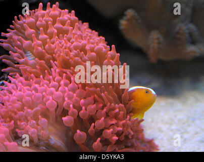 Eine orange Skunk Clownfische (Amphiprion Sandaracinos) schwimmt in einer Blase-Tip-Anemone (Entacmaea Quadricolor) in einem Aquarium im Senckenberg Museum für Naturkunde in Görlitz, Deutschland, 24. Oktober 2012. Korallen Fischaquarium ist Teil der Dauerausstellung im Museum. Foto: Matthias Hiekel Stockfoto