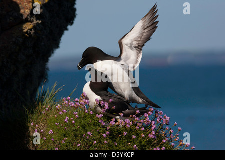 Alca Torda - ein paar Tordalken Paarung auf der Klippe, umgeben von Meer Sparsamkeit. Stockfoto