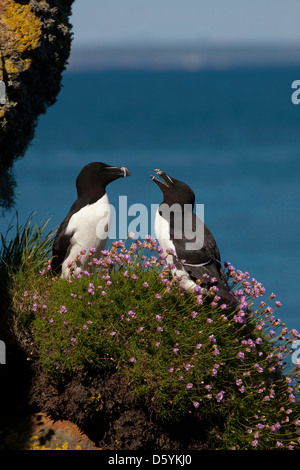 Alca Torda - ein paar Tordalken ihre Paarung während der Brutzeit, umgeben von Meer Sparsamkeit wieder herzustellen. Stockfoto