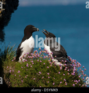 Alca Torda - ein paar Tordalken ihre Paarung während der Brutzeit, umgeben von Meer Sparsamkeit wieder herzustellen. Stockfoto