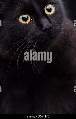 Schwarze Katze Stockfoto