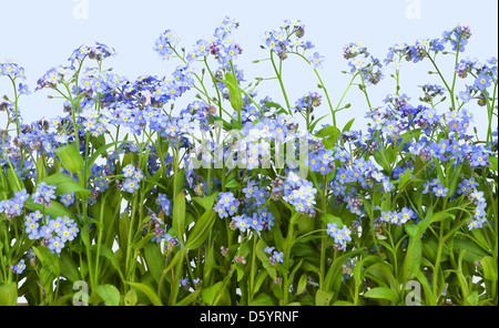 Vergissmeinnicht (Myosotis) Pflanze Stockfoto