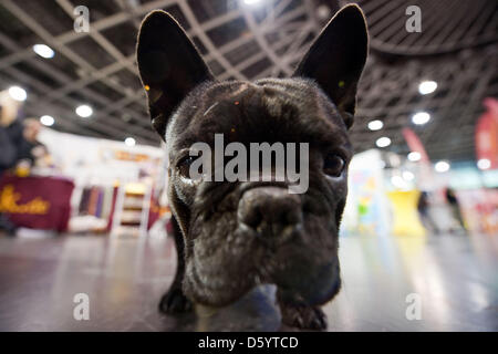 Eine französische Bulldogge schaut in die Kamera auf das Haustier Messe im Velodrom in Berlin, Deutschland, 2. November 2012. Die Haustier Messe statt findet vom 02 bis 4. November 2012. Foto: ROBERT SCHLESINGER Stockfoto