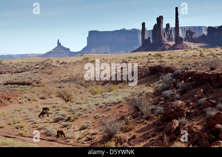 Wildpferde in Monument Valley Stockfoto