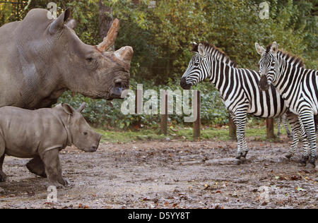 Breitmaulnashorn Vince der Burgers' Zoo in der niederländischen Stadt Arnheim und geboren im September stürzte sein selbst Dienstag (11.06.2012) in ein neues Abenteuer. Zum ersten Mal in seinem Leben erfüllt das Jungtier die anderen Safaritiere des Zoos Arnhem. Während ihre Mutter Kwanzaa eng ein Auge auf ihren Sohn hielt, versucht Vince neue Freunde in den Safari-Ebenen zu machen. Vince ist auch für die Tanne Stockfoto