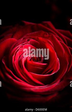 Herz der Rose Stockfoto