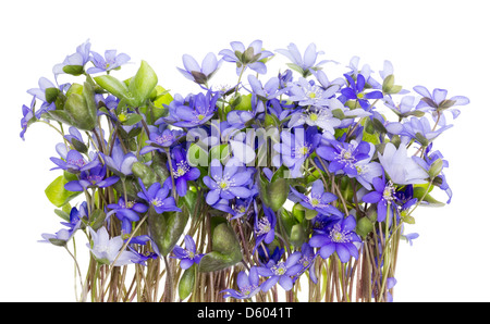 Grenze vom ersten Federn Blumen Stockfoto