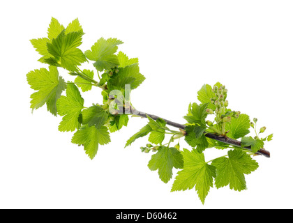 Die Geburt von schwarzen Johannisbeeren Stockfoto