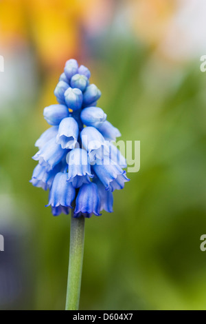 Muscari Blumen wachsen in einer geschützten Umgebung. Grape Hyacinth. Stockfoto