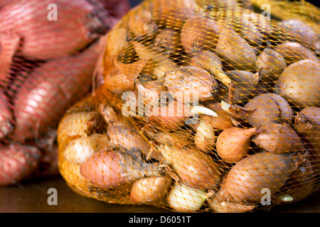 Zwiebel und Schalotte Leuchtmittel in verrechnete Taschen. Stockfoto