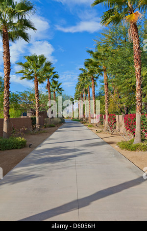 Leere Private Straße mit Palmen gesäumten Stockfoto