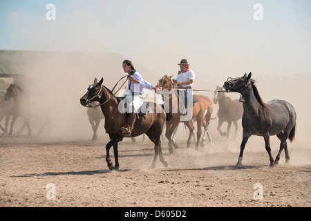 Argentinien, Buenos Aires, Estancia Santa Susana. Traditionellen argentinischen Gauchos mit einem gehört der Pferde. Stockfoto