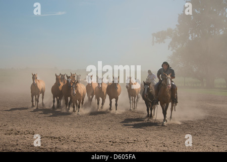 Argentinien, Buenos Aires, Estancia Santa Susana. Traditionellen argentinischen Gauchos mit einem gehört der Pferde. Stockfoto