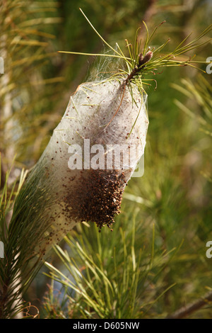 Die kokonartige Nest von Pine Pinienprozessionsspinner Raupen (Thaumetopoea Pityocampa) auf einem Baum im Alentejo, Portugal. Stockfoto