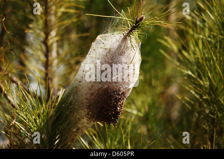 Die kokonartige Nest von Pine Pinienprozessionsspinner Raupen (Thaumetopoea Pityocampa) auf einem Baum im Alentejo, Portugal. Stockfoto