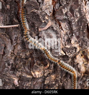 Kiefer-Pinienprozessionsspinner Raupen (Thaumetopoea Pityocampa) auf einem Baum im Alentejo, Portugal. Stockfoto