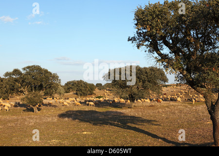 Schafe grasen auf einem Feld in der Nähe von Mértola im Alentejo, Portugal. Stockfoto