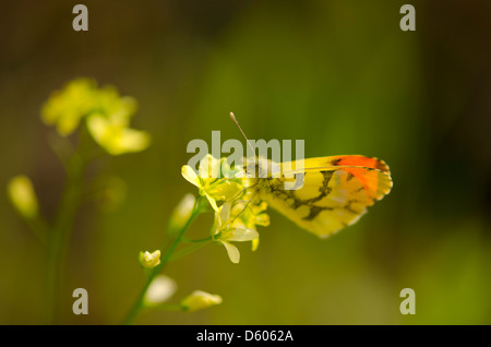 Orangefarbene Spitze der Provence (Anthocharis euphenoides). Andalusien, Spanien Stockfoto