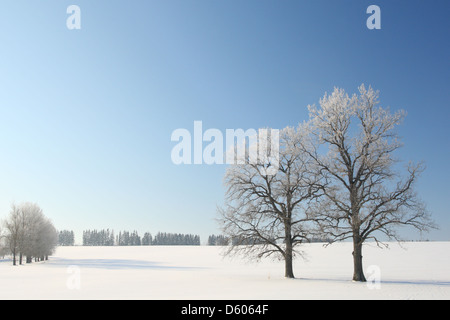 Frost Beschichtung Eiche Bäume, Europa, Estland Stockfoto