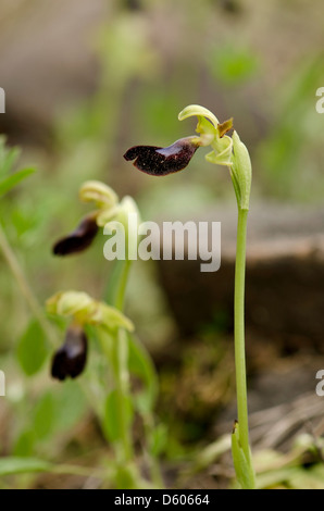 Ophrys Atlantica, Atlas Orchidee, Wild Orchid, Andalusien, Südspanien. Stockfoto