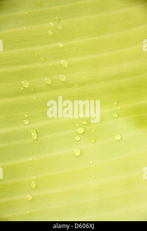 Bananenblatt am Morgen und Wasser tropft auf Bananenblatt. Stockfoto