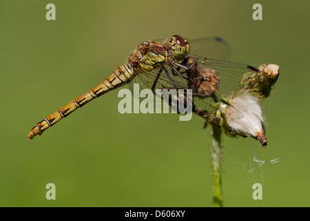 Gemeinsamen Darter, Sympetrum Striolatum thront auf Distel Kopf am Purn-Hügel, Somerset, UK im August. Stockfoto
