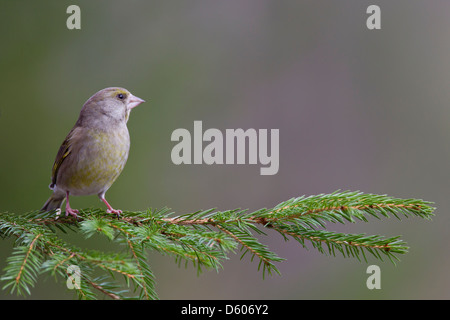 (Europäische) Grünfink Chloris Chloris weiblich thront auf Zweig im Garten in Kuusamo, Finnland im April. Stockfoto