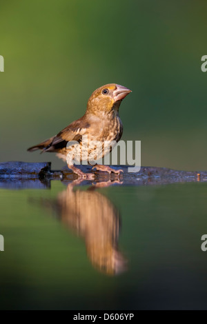 Kernbeißer Coccothraustes Coccothraustes juvenile trinken im Wald-Pool in der Nähe von Lake Csaj, Ungarn im Juni. Stockfoto