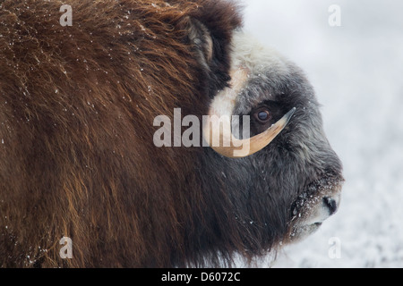 Moschusochsen Ovibus Moschatus Weiden auf Tundra in der Nähe von Prudhoe Bay, Alaska, im Oktober. Stockfoto