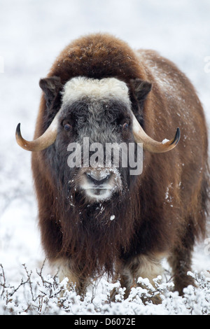 Moschusochsen Ovibus Moschatus Weiden auf Tundra in der Nähe von Prudhoe Bay, Alaska, im Oktober. Stockfoto