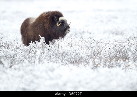 Moschusochsen Ovibus Moschatus Weiden auf Tundra in der Nähe von Prudhoe Bay, Alaska, im Oktober. Stockfoto