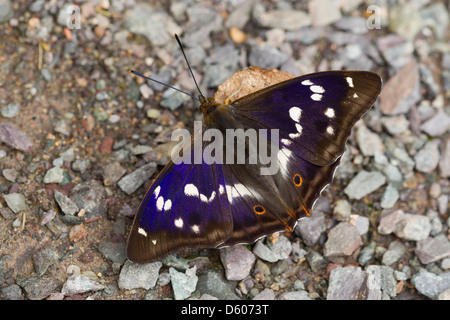 Lila Kaiser Apatura Iris männlichen statt Salz aus Dung bei Bernwood Wald, Bucks, UK im Juli. Stockfoto