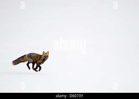 Rotes Kreuz Fuchs Vulpes Vulpes Jagd im Schnee in der Nähe von Prudhoe Bay entlang Dalton Highway in Alaska im Oktober. Stockfoto