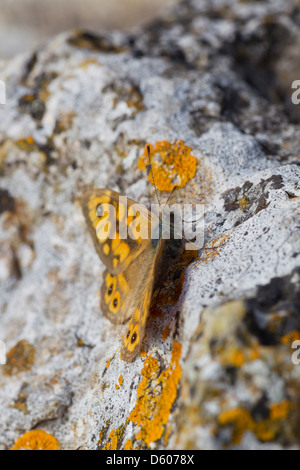 Wand braun Lasiommata Megera Aalen auf Klippe beim Brean Down, Somerset, UK im September. Stockfoto